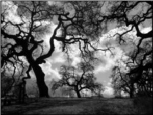 Trees (Black and white photo) by Shannon Brown